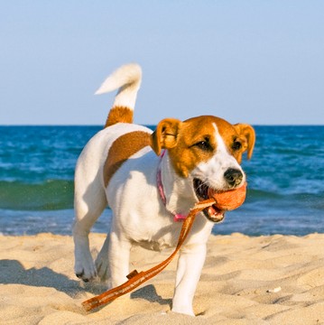 Thing To Do Pets Allowed